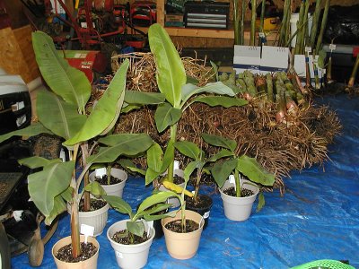 Stored Bananas 3.jpg