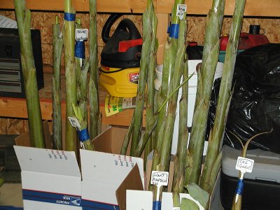 Stored Bananas 4.jpg