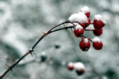 Winter Berries