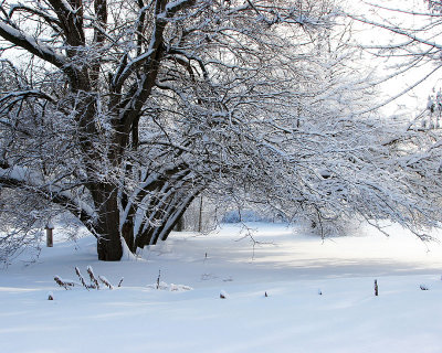 Snowy Tree 2