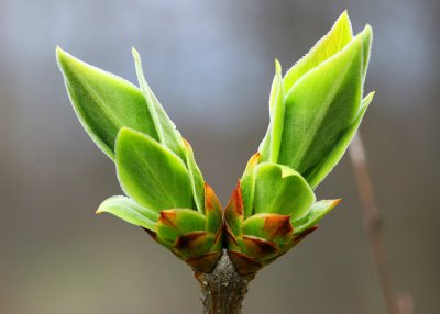 Spring Bud