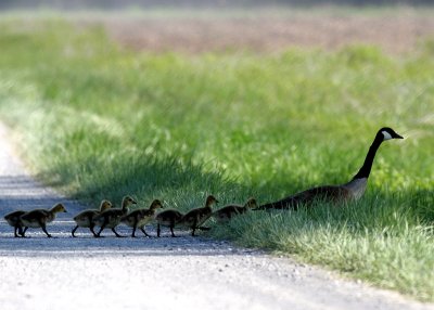 Goose Leading Goslings