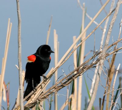 Red Winged Blackbird.jpg