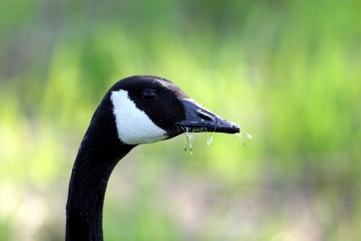 Canada Goose Feeding