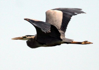 Heron in Flight