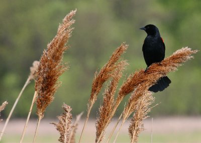 Blackbird on Grasses