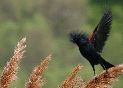 Blackbird Taking Flight