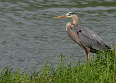 Heron on the Edge