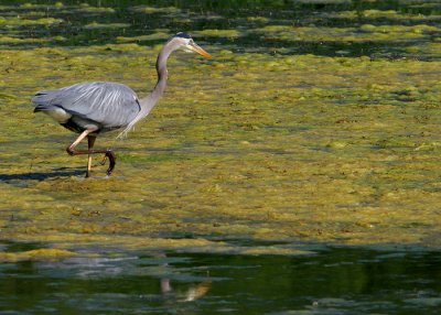 Heron on the Hunt