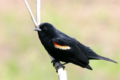 Red Winged Blackbird 2950