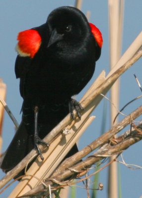 Red Winged Closeup 2.jpg