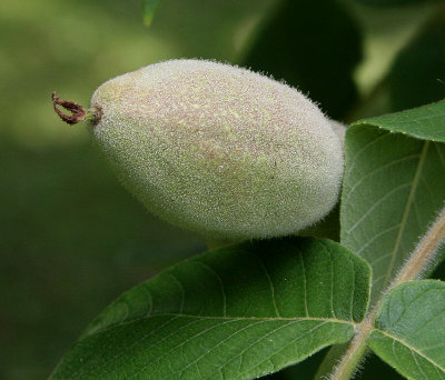 Black Walnut 2.jpg