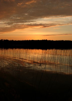Reeds in the Sunset 3639