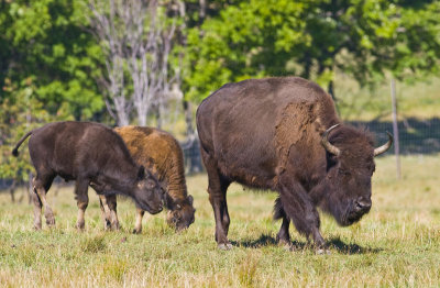Bison Trio 5103
