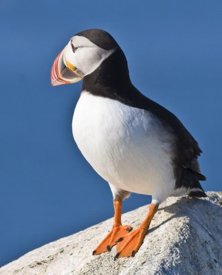 Puffin on the Rock 4259