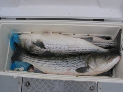 IMG_1144.jpg