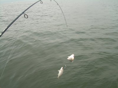 126764403111_0_BG.jpg