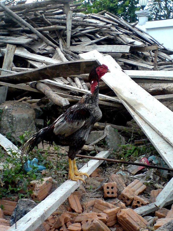 Cockeral