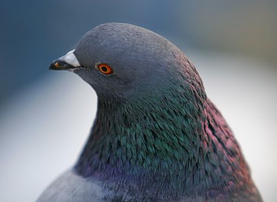 Pigeon_7030.jpg