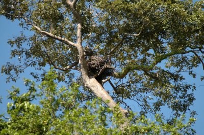 White-Breasted Sea Eagle's Nest