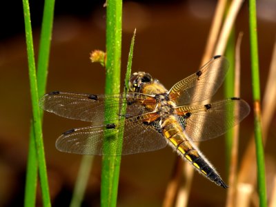 Four Spotted Libellula 1