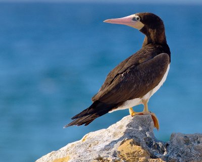 Brown Booby (Sula leucogaster) 3