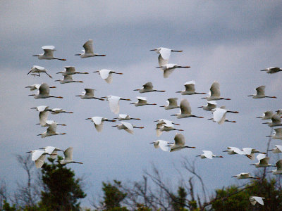 Snowy Egrets Flying