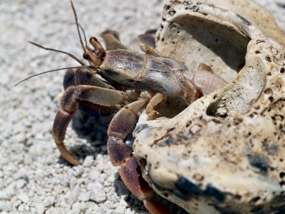Hermit Crab 1