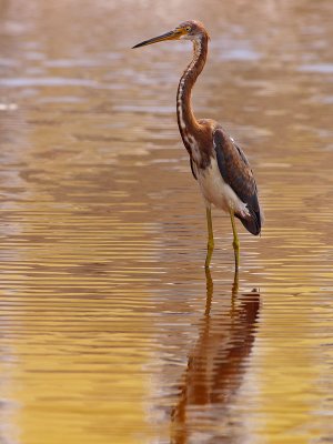 Tricolored Heron (Egretta tricolor) 23