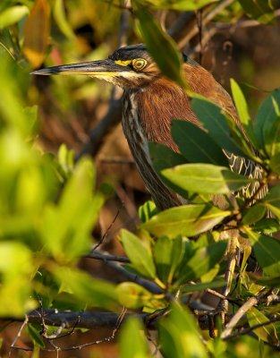 Green Heron (Butorides virescens) 05