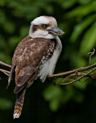 Laughing Kookaburra (Dacelo novaeguineae)