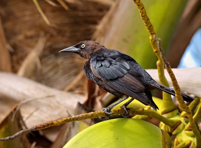 Imature Greater Antillean Grackle (Quiscalus niger caymanensis)