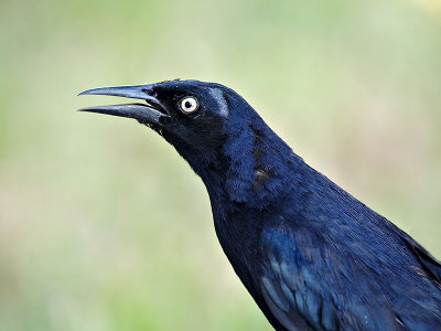 Greater Antillean Grackle (Quiscalus niger caymanensis) 2
