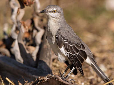 Northern  Mockingbird (Mimus polyglottos) 8