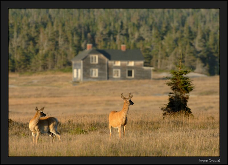 Cerfs de Virginie