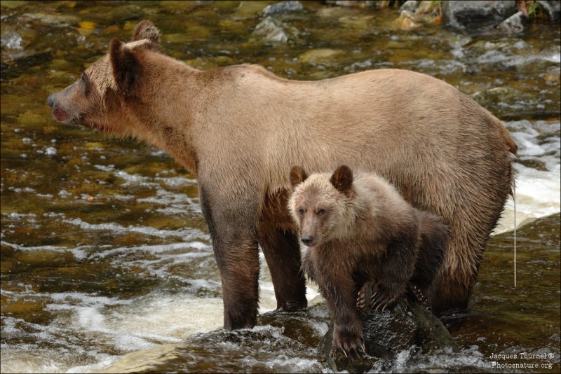 Grizzly (Canada)