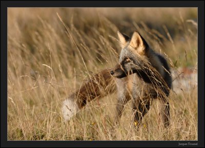 Renard roux (Vulpus vulpes)