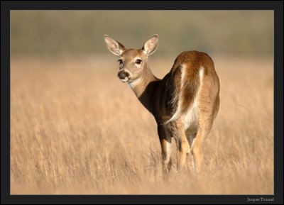 Cerf de Virginie