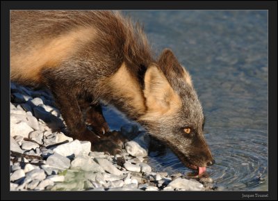 Renard roux (Vulpus vulpes)