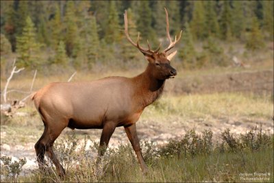 Part I: Elk (Wapiti)