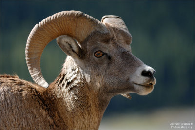 Part II: Bighorn sheep (Mouflon d'amrique)