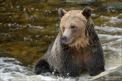 Grizzly (Canada)