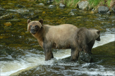 Grizzly (Canada)