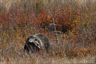 Waterton Park