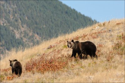 Waterton Park