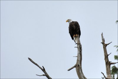 Part V : Birds