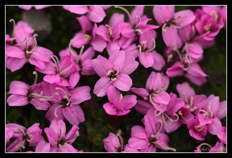 Tundra flower