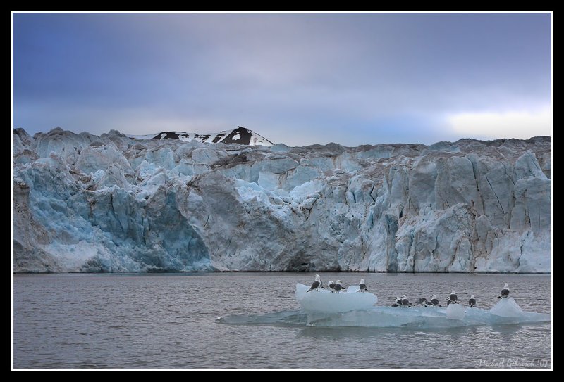 Kittiwakes and Glacier