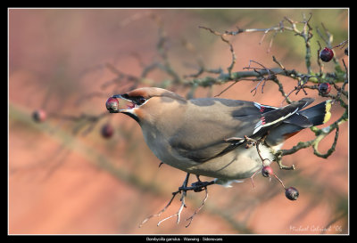 Waxwing, Smygehuk