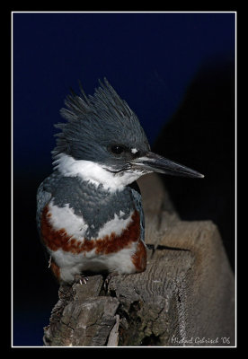 Belted Kingfisher, Sausalito